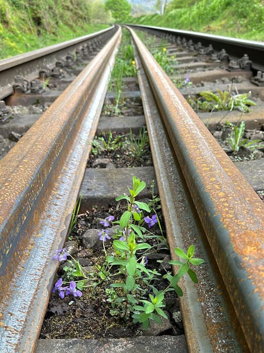 Blume im Gleis